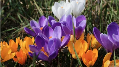 Весенние цветы крокусы (69 фото) - 69 фото