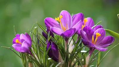 Фон рабочего стола где видно фиолетовые крокусы, весенние цветы,  紫色番紅花，春天的花朵，purple crocuses, spring flowers