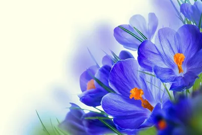 Весна крокусы, бутоны, цветы, первоцвет фото, обои на рабочий стол