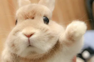 Символ года: 10 смешных фото кроликов и интересные факты про этих животных  | ЗВЕРУШКИ | Дзен