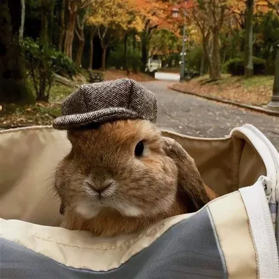 Пасхальный весенний кролик, настольный орнамент, милые фигурки кроликов,  домашний декор, праздничные принадлежности, пасхальное украшение – лучшие  товары в онлайн-магазине Джум Гик