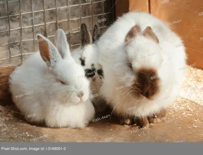 Интересные особенности кроликов - Notivory