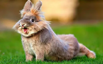 Такие забавные кролики | Забавные животные | Дзен