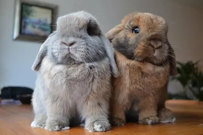Символ года: 10 смешных фото кроликов и интересные факты про этих животных  | ЗВЕРУШКИ | Дзен