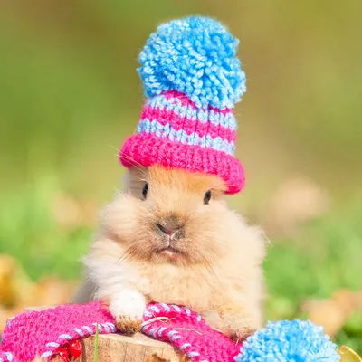 Невероятно милые рисунки кроликов в чепчиках и платьицах - YouLoveIt.ru
