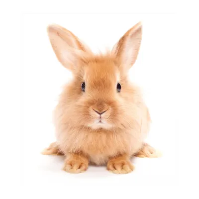Ветврач рассказал, как правильно ухаживать за кроликом | Ветеринария и жизнь
