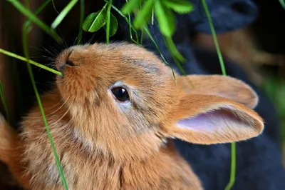Чем кормить кроликов и что едят кролики в домашних условиях - Питомцы  Mail.ru