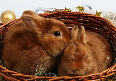 Минприроды призывает россиян не дарить живых кроликов на Новый год –  Объясняем.рф