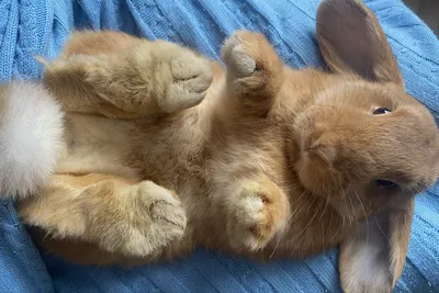 Окрасы кроликов