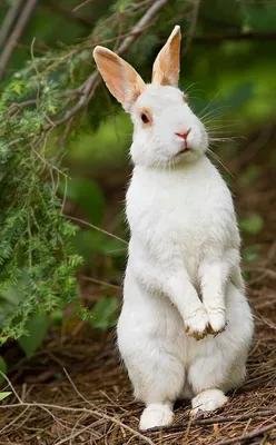 Как живет ферма, где держат более 2000 кроликов - 08.01.2023, Sputnik  Беларусь