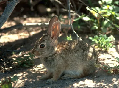 Декоративные кролики: как ухаживать, содержать, кормить ушастого питомца