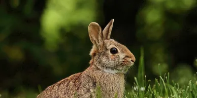 Чем кормить кроликов в домашних условиях для быстрого роста | Кормление  кроликов