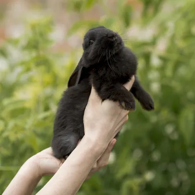 Декоративный кролик заболел лечение и советы ветеринарная клиника -  Ветмастер