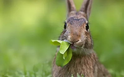 Приют для кроликов — Первое в России антикафе с кроликами \"ZAYCAFE\"