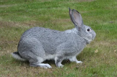 О правилах содержания кроликов в домашних условиях рассказали калужанам