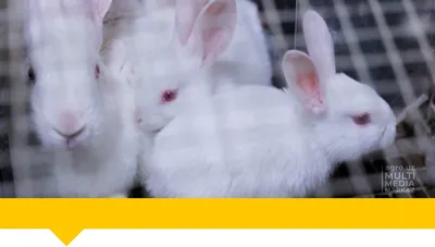 10+ очаровательных кроликов, которые у любого вызовут приступ мимими