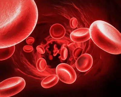 Состав крови : человека, из чего состоит, как влияет ?