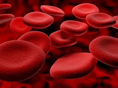 Определение основных групп крови (А, В, О) и резус - принадлежности |  ВИРА-Центр г. Нефтеюганск