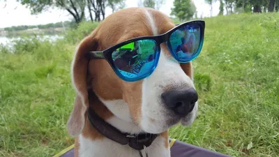Крутая Собака В Солнцезащитных Очках Наслаждается Пикапом На Американском  Шоссе — стоковые фотографии и другие картинки Собака - iStock