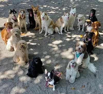 Крутые перцы: 15 собак, которым сделали модную стрижку маллет