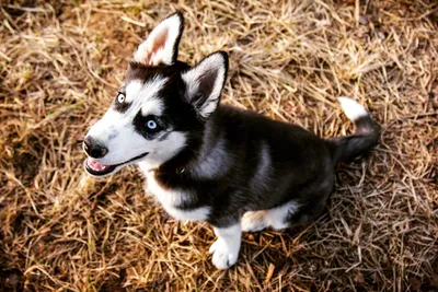 Забавные и крутые псы | FotoRelax | Сибирские хаски, Хаски щенки, Любители  собак