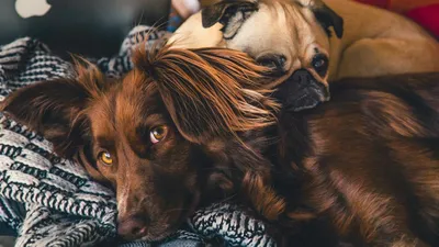 Крутая и модная собака в золотых солнцезащитных очках Стоковое Изображение  - изображение насчитывающей мило, серо: 161891743