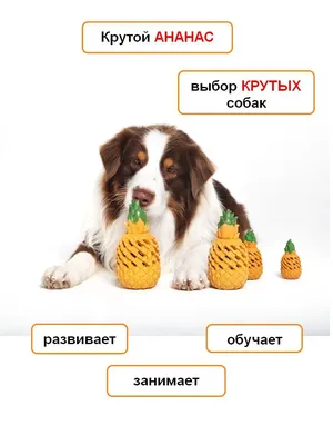 Крутой пес: как поднять собаке самооценку? - Питомцы Mail.ru