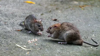 Крысы — стоковые фотографии и другие картинки Крыса - Крыса, Белый фон,  Изолированный предмет - iStock
