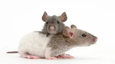 Крыса, ужасная и прекрасная: что мы о них знаем и почему боимся? - Delfi RUS