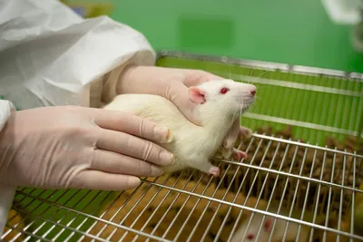 Крысы – умные и чистоплотные животные | ZOO CHANNEL | Дзен