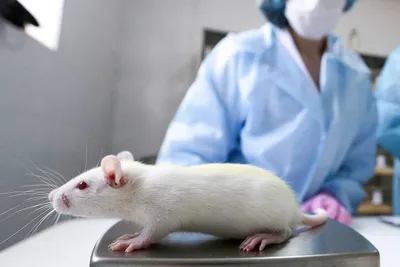 Кожные заболевания у крыс