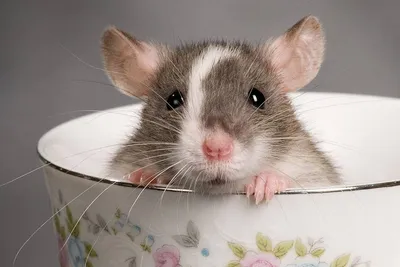 Крыса в доме!», или правила содержания грызунов - Ветклиника Эпиона
