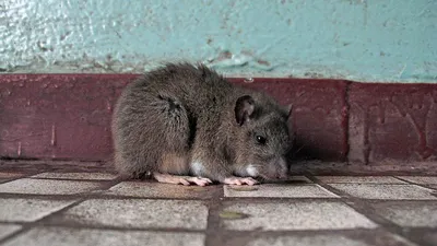 Сибирские ученые исследуют механизмы развития гипертонии на модели крыс  НИСАГ