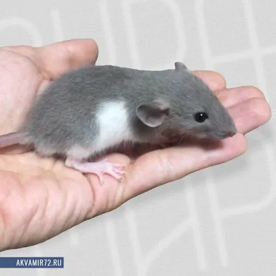 Экологи объяснили нашествие крыс в Санкт-Петербурге - KP.RU