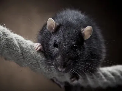 Профилактический осмотр декоративной крысы | Пикабу