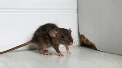Cколько живут домашние крысы - ветклиника \"в Добрые Руки\"