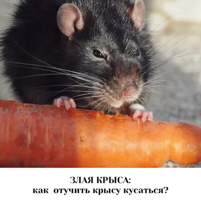 Питание крыс — Ветклиника «Центр»