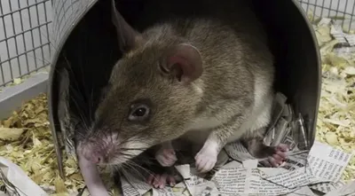 Крыса домашняя: виды, уход, питание, болезни