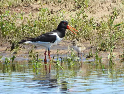 Кулик Semipalmated, Pusilla Calidris, птица морской воды в среду обитания  природы Животное на птице побережья океана белой в песк Стоковое Фото -  изображение насчитывающей кулик, кулики: 75950228