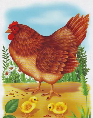 Курица нарисованная рукой иллюстрация штока. иллюстрации насчитывающей  биографической - 55301683