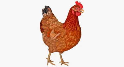 Красочный реалистичный петух нарисованная рукой иллюстрация курицы шаржа |  Премиум векторы