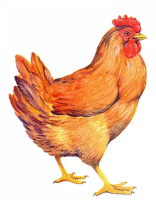 Акварельный рисунок петуха. Нарисованный от руки петух, художественная  иллюстрация домашней птицы. Акварельная иллюстрация курицы. Идеально  подходит для свадебных приглашений, поздравительных открыток, плакатов. -  Ozero - российский фотосток