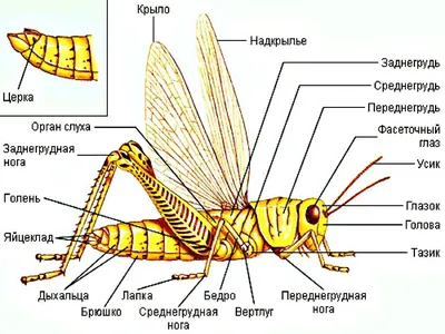 макро фотография коричневого кузнечика на листке. кузнечики - это группа  насекомых, принадлежащая к целифере. Стоковое Изображение - изображение  насчитывающей зеленый, насекомое: 245686873