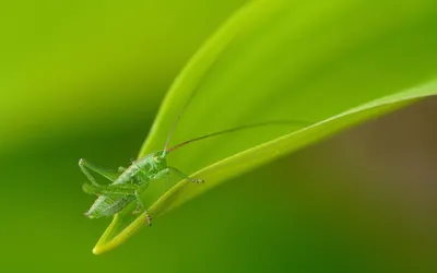 ✓ Декоративная фигурка кузнечика Grasshopper от LoftConcept по  демократичным ценам с быстрой доставкой по России ✓ Украшение для дома:  декоративная фигурка кузнечика Grasshopper - стильный аксессуар для  интерьера