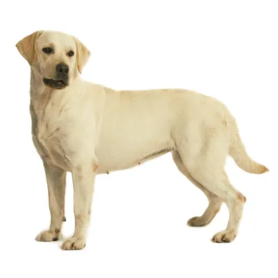 Лабрадор-ретривер: все о собаке, особенности породы, фото, описание породы,  характер, цена