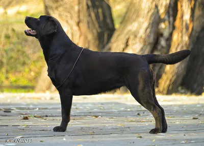 Лабрадор: все о породе, фото собаки, характер лабрадоров-ретриверов