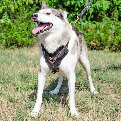 Сибирский хаски - «Наша собака-гуляка и самое доброе существо на свете!!!»  | отзывы