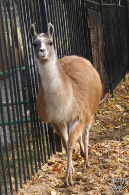Лама (Lama glama) — Зоопарк «Лимпопо» г. Нижний Новгород – Нижегородский  зоопарк