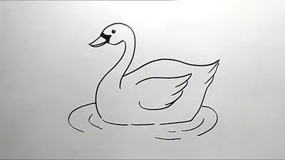 Как нарисовать лебедя поэтапно | Животные | Рисунок птиц, Лебедь, Рисовать