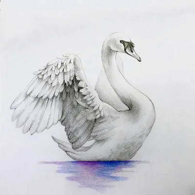 Поэтапное рисование лебедя - 56 фото